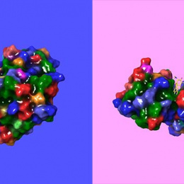 two identical views of a 3-D protein model, one on an blue background, one on a pink background