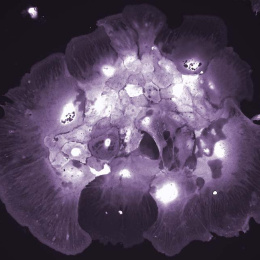 a rounded purple blob surrounds bright patches of glowing nuclei