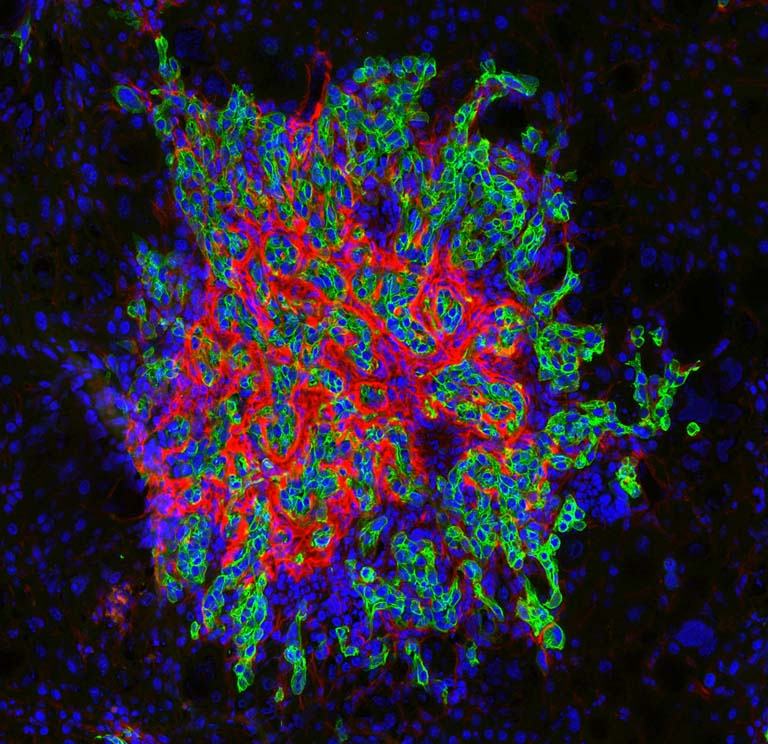 a stylized cluster of interspersed cells in red, blue, and green