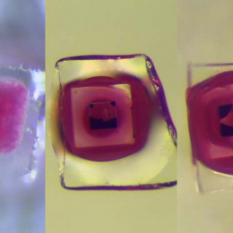 row of three particles with dye visible inside