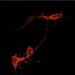 two neurons in red